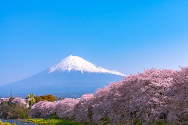 Fuji Dağı'nın (Mt. Fuji) ile dolu mavi gökyüzü doğal arka plan bahar güneşli günde güzel pembe kiraz çiçekleri çiçek (sakura) çiçek