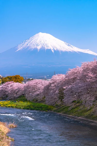 Monte Fuji Fuji Con Piena Fioritura Bellissimi Fiori Ciliegio Rosa — Foto Stock