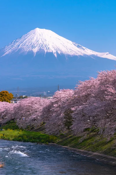 Monte Fuji Fuji Con Piena Fioritura Bellissimi Fiori Ciliegio Rosa — Foto Stock