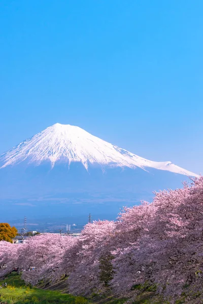 Monte Fuji Fuji Con Piena Fioritura Bellissimi Fiori Ciliegio Rosa — Foto Stock