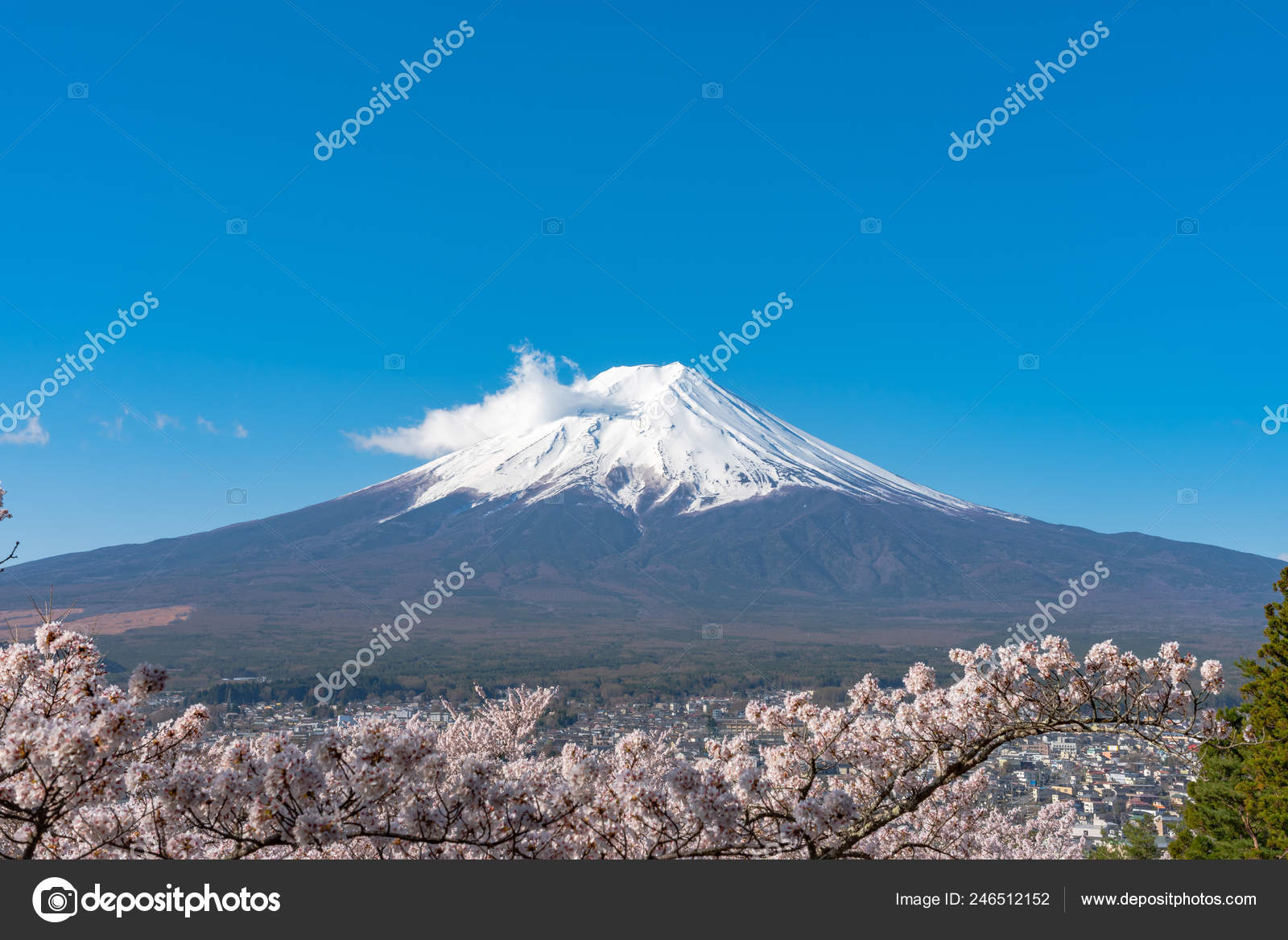近距离降雪覆盖富士山富士山与清澈的深蓝色天空背景下的樱花樱花春天的阳光明媚的日子日本山梨县富士吉田市荒山森根公园 近距离降雪覆盖富士山富士山与清澈的深蓝色天空背景下的樱花樱花春天的阳光明媚的日子日本山梨县富士吉田市荒山森根公园