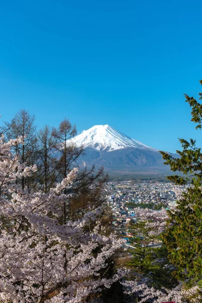 クローズ アップ雪化粧富士山 富士山 桜吹雪に明確な暗い青空背景のある春の晴れた日 山梨県富士吉田市荒倉浅間公園 — ストック写真