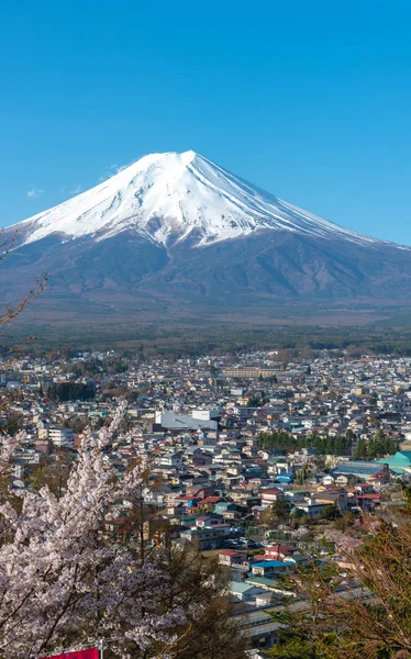 Yakın çekim kar sakura kiraz çiçekleri açık koyu mavi gökyüzü arka plan ile Fuji Dağı (Mt. Fuji) kaplı bahar güneşli gün. Arakurayama Sengen Park, Fujiyoshida City, Yamanashi ili, Japonya