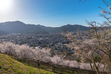 Bloom bahar güneşli günde berrak mavi gökyüzünün doğal arka plan ile çiçek (sakura) pembe kiraz çiçekleri güzel tam. Arakurayama Sengen Park, Fujiyoshida City, Yamanashi ili, Japonya
