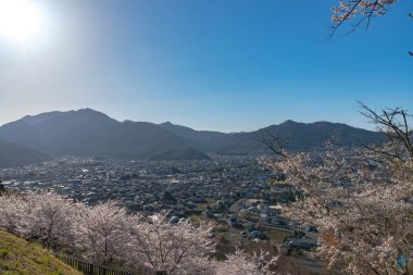 Bloom bahar güneşli günde berrak mavi gökyüzünün doğal arka plan ile çiçek (sakura) pembe kiraz çiçekleri güzel tam. Arakurayama Sengen Park, Fujiyoshida City, Yamanashi ili, Japonya