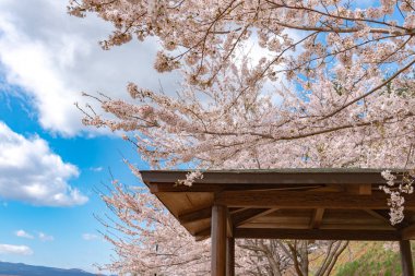 Bir çardak ve tam çiçeklenme güzel kiraz çiçekleri çiçek (sakura) mavi gökyüzü doğal arka plan bahar güneşli günde pembe