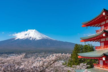 Mount Fuji viewed from behind Chureito Pagoda in full bloom cherry blossoms springtime sunny day in clear blue sky natural background. Arakurayama Sengen Park, Fujiyoshida, Yamanashi Prefecture, Japan clipart