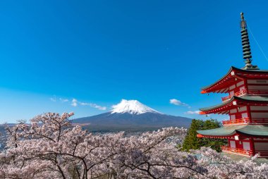 Mount Fuji viewed from behind Chureito Pagoda in full bloom cherry blossoms springtime sunny day in clear blue sky natural background. Arakurayama Sengen Park, Fujiyoshida, Yamanashi Prefecture, Japan clipart