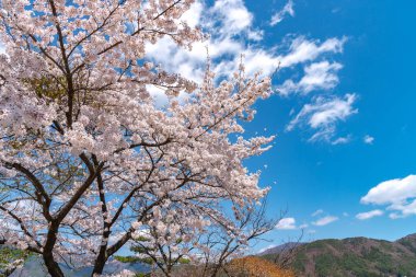 Fujikawaguchiko kiraz çiçekleri Festivali. Görünümü tam çiçeklenme pembe kiraz ağaçları çiçek Gölü Kawaguchi, berrak mavi gökyüzünün doğal arka plan bahar güneşli gün ile. Yamanashi ili, Japonya