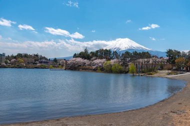 Fuji Dağı'nın manzarası göl Kawaguchi Park'ta tam çiçeklenme pembe kiraz ağacı çiçek bahar güneşli gün ve mavi gökyüzü doğal arka plan ile. Fujikawaguchiko kiraz çiçekleri Festivali. Yamanashi, Japan