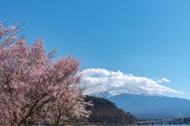 Fuji Dağı'nın manzarası göl Kawaguchi Park'ta tam çiçeklenme pembe kiraz ağacı çiçek bahar güneşli gün ve mavi gökyüzü doğal arka plan ile. Fujikawaguchiko kiraz çiçekleri Festivali. Yamanashi, Japan