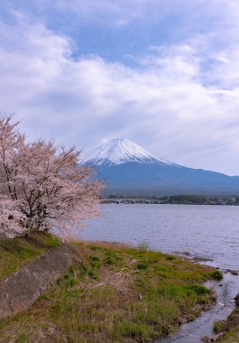 Fuji Dağı'nın manzarası göl Kawaguchi Park'ta tam çiçeklenme pembe kiraz ağacı çiçek bahar güneşli gün ve mavi gökyüzü doğal arka plan ile. Fujikawaguchiko kiraz çiçekleri Festivali. Yamanashi, Japan