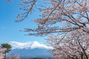 Yakın çekim kar kaplı Fuji Dağı (Mt. Fuji) mavi gökyüzü arka planda pembe sakura kiraz çiçekleri ile bahar güneşli gün. Göl Kawaguchiko, kasaba Fujikawaguchiko, Yamanashi ili, Japonya