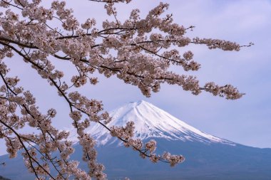 Yakın çekim kar kaplı Fuji Dağı (Mt. Fuji) mavi gökyüzü arka planda pembe sakura kiraz çiçekleri ile bahar güneşli gün. Göl Kawaguchiko, kasaba Fujikawaguchiko, Yamanashi ili, Japonya