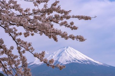 Yakın çekim kar kaplı Fuji Dağı (Mt. Fuji) mavi gökyüzü arka planda pembe sakura kiraz çiçekleri ile bahar güneşli gün. Göl Kawaguchiko, kasaba Fujikawaguchiko, Yamanashi ili, Japonya