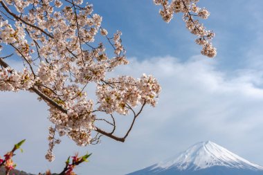 Yakın çekim kar kaplı Fuji Dağı (Mt. Fuji) mavi gökyüzü arka planda pembe sakura kiraz çiçekleri ile bahar güneşli gün. Göl Kawaguchiko, kasaba Fujikawaguchiko, Yamanashi ili, Japonya