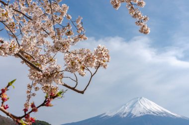 Yakın çekim kar kaplı Fuji Dağı (Mt. Fuji) mavi gökyüzü arka planda pembe sakura kiraz çiçekleri ile bahar güneşli gün. Göl Kawaguchiko, kasaba Fujikawaguchiko, Yamanashi ili, Japonya