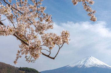 Yakın çekim kar kaplı Fuji Dağı (Mt. Fuji) mavi gökyüzü arka planda pembe sakura kiraz çiçekleri ile bahar güneşli gün. Göl Kawaguchiko, kasaba Fujikawaguchiko, Yamanashi ili, Japonya