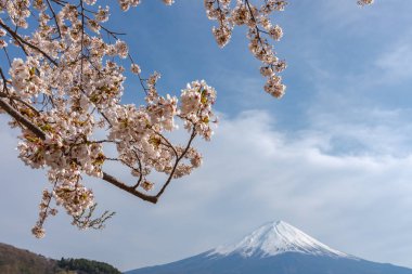 Yakın çekim kar kaplı Fuji Dağı (Mt. Fuji) mavi gökyüzü arka planda pembe sakura kiraz çiçekleri ile bahar güneşli gün. Göl Kawaguchiko, kasaba Fujikawaguchiko, Yamanashi ili, Japonya