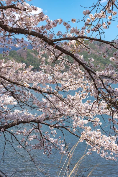 富士河口湖町桜祭り 春の晴れた日に青空自然な背景のある河口湖満開のピンクの桜の木の花の様子山梨県 — ストック写真