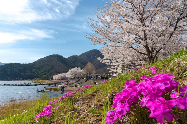 富士河口湖樱花节 在春天的阳光明媚的日子里 在川口湖上 以晴朗的蓝天自然背景 可以看到盛开的粉红色樱桃树 山梨县 — 图库照片