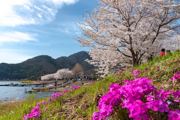 富士河口湖樱花节 在春天的阳光明媚的日子里 在川口湖上 以晴朗的蓝天自然背景 可以看到盛开的粉红色樱桃树 山梨县 — 图库照片