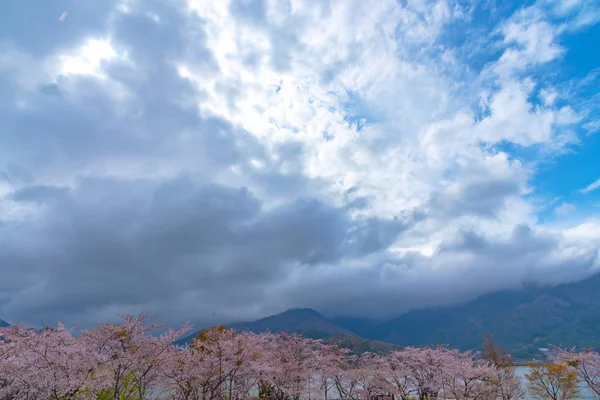 Fujikawaguchiko Cherry Blossoms Festival Vista Fiori Ciliegio Rosa Pieno Fiore — Foto Stock
