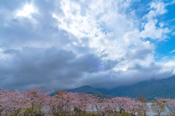 Fujikawaguchiko Kirschblütenfest Ansicht Der Vollen Blüte Rosa Kirschbäume Blumen See — Stockfoto