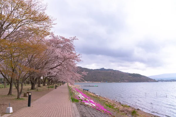 富士河口湖樱花节 在春天的阳光明媚的日子里 在川口湖上 以晴朗的蓝天自然背景 可以看到盛开的粉红色樱桃树 山梨县 — 图库照片