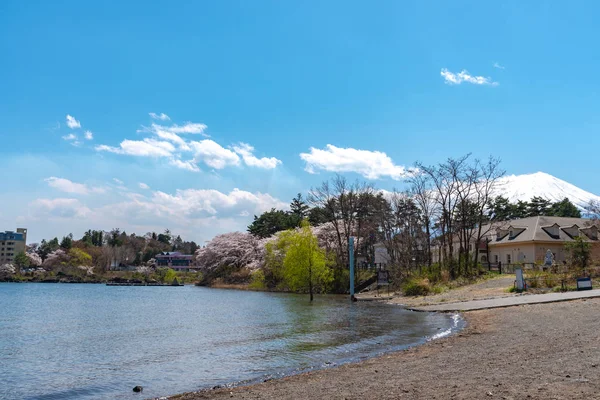 View Mount Fuji Full Bloom Pink Cherry Tree Flowers Lake — стоковое фото