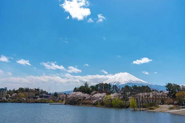 Över Mount Fuji Med Full Blom Rosa Körsbärsträd Blommor Sjön — Stockfoto