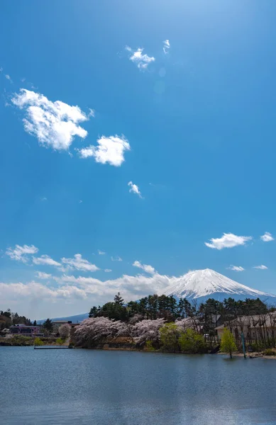 春の晴れた日の青空自然背景湖川口公園で満開ピンクの桜の花と富士山の眺め 富士河口湖町桜祭り 山梨県笛吹市 — ストック写真
