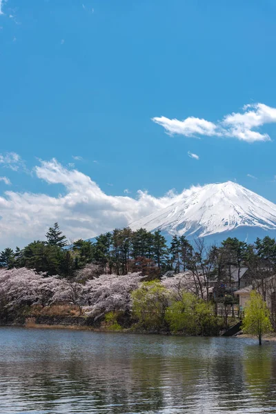 View Mount Fuji Full Bloom Pink Cherry Tree Flowers Lake — стоковое фото