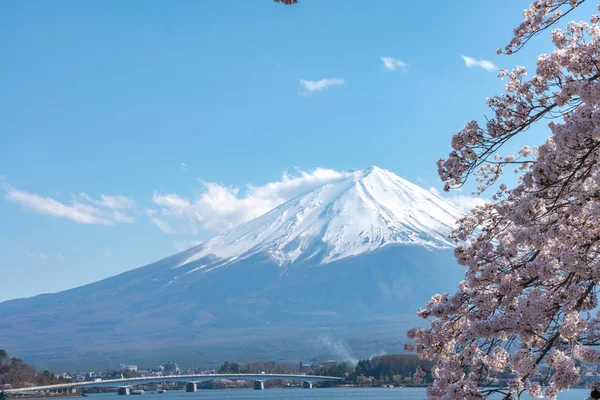 View Mount Fuji Full Bloom Pink Cherry Tree Flowers Lake — стоковое фото