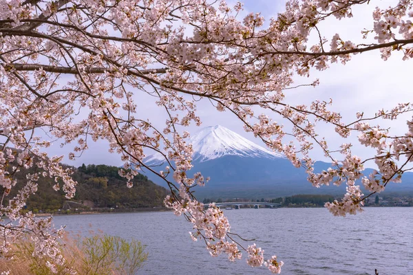 View of Mount Fuji with full bloom pink cherry tree flowers at Lake Kawaguchi Park in springtime sunny day and blue sky natural background. Fujikawaguchiko Cherry Blossoms Festival. Yamanashi, Japan