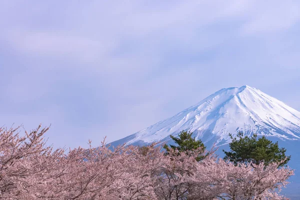 Närbild Snötäckta Berget Fuji Fuji Med Blå Himmel Bakgrund Rosa — Stockfoto