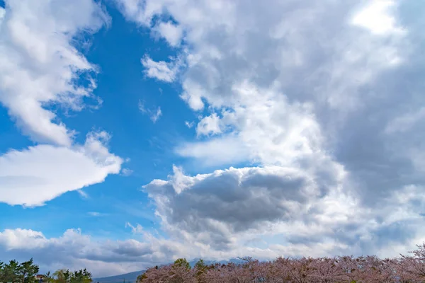 Fujikawaguchiko Cherry Blossoms Festival View Full Bloom Pink Cherry Trees — Stock Photo, Image