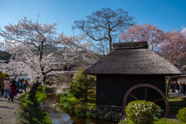 Yamanashi ili, Japonya 13 Nisan 2018: sakura Mt. Fuji, Fuji beş göl bölgesi, Minamitsuru bölgesi yakınlarındaki antik Oshino Hakkai kasabada tam bloom kiraz çiçekleri Festivali