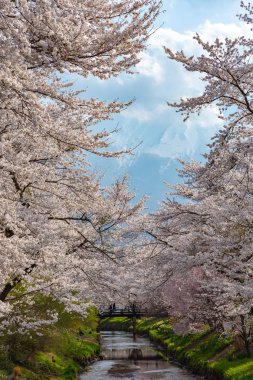 Mt. Fuji, yakınlarındaki antik Oshino Hakkai kasabada tam bloom kiraz çiçekleri sakura Festivali Fuji beş göl bölgesi, Minamitsuru bölgesi, Yamanashi ili, Japonya. 