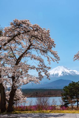 Görünümü tam çiçeklenme beyaz pembe kiraz ağacı çiçek bahar güneşli gün berrak mavi gökyüzünün doğal arka plan ile Park'ta Gölü Shoji (Shojiko) ve Fuji Dağı. Kiraz çiçekleri: Yamanashi, Japan