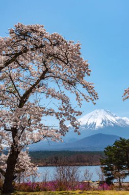 Görünümü tam çiçeklenme beyaz pembe kiraz ağacı çiçek bahar güneşli gün berrak mavi gökyüzünün doğal arka plan ile Park'ta Gölü Shoji (Shojiko) ve Fuji Dağı. Kiraz çiçekleri: Yamanashi, Japan