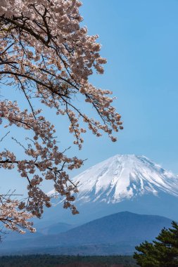 Görünümü tam çiçeklenme beyaz pembe kiraz ağacı çiçek bahar güneşli gün berrak mavi gökyüzünün doğal arka plan ile Park'ta Gölü Shoji (Shojiko) ve Fuji Dağı. Kiraz çiçekleri: Yamanashi, Japan