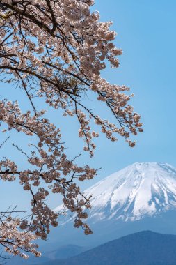 Görünümü tam çiçeklenme beyaz pembe kiraz ağacı çiçek bahar güneşli gün berrak mavi gökyüzünün doğal arka plan ile Park'ta Gölü Shoji (Shojiko) ve Fuji Dağı. Kiraz çiçekleri: Yamanashi, Japan