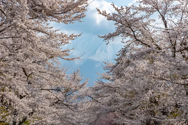 日本山梨县山梨县南津区富士山附近的古大野客家村盛开樱花节 — 图库照片