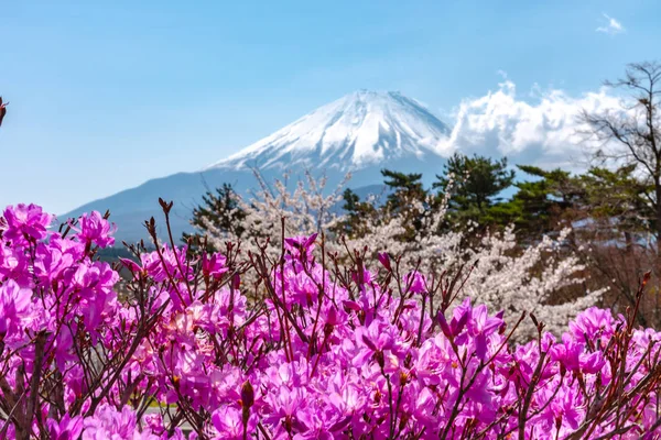 Kilátás Nyílik Mount Fuji Fehér Rózsaszín Cseresznyefa Virágok Teljes Virágzás — Stock Fotó