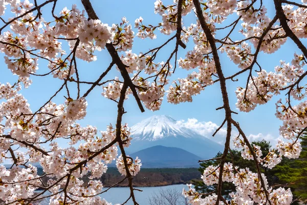 View of Mount Fuji and full bloom white pink cherry tree flowers at Lake Shoji ( Shojiko ) Park in springtime sunny day with clear blue sky natural background. Cherry Blossoms in Yamanashi, Japan