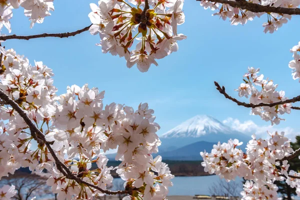 View of Mount Fuji and full bloom white pink cherry tree flowers at Lake Shoji ( Shojiko ) Park in springtime sunny day with clear blue sky natural background. Cherry Blossoms in Yamanashi, Japan