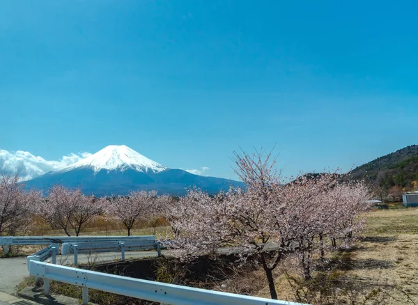 富士山と青空自然バック グラウンドと春の晴れた日の精進湖 精進湖 公園で満開の白ピンク桜の木花のビュー 山梨県の桜 — ストック写真