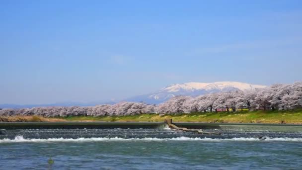 Shiroishigawa-tsutsumi Hitome Senbonzakura dans les lieux d'observation Niragamizeki Weir. Fleur de cerisier avec mont Zao enneigé en arrière-plan le long de la rivière Shiroishi dans le parc du château de Funaoka, Miyagi, Japon 