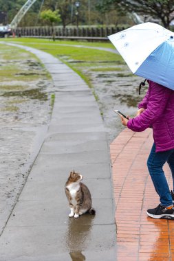 Şirin kedi Houtong kedi Köyü'nde. Tayvan ünlü kedisi nüfus. Ruifang semtinden, New Taipei City, Tayvan bırakarak Pingxi tren hattı boyunca köyüdür.